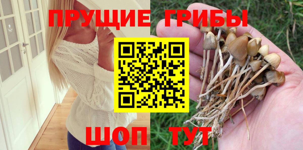 Галлюциногенные грибы Psilocybine cubensis  Вход с VPN  Псилоцибиновые грибы прущие грибы  Якутск 